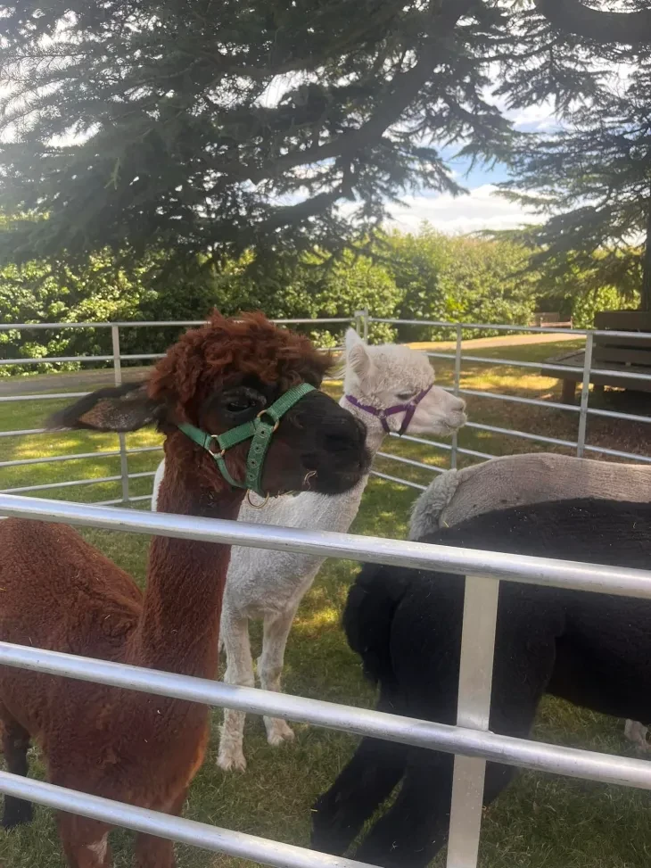 Unique activities at Greenhill Park including alpacas